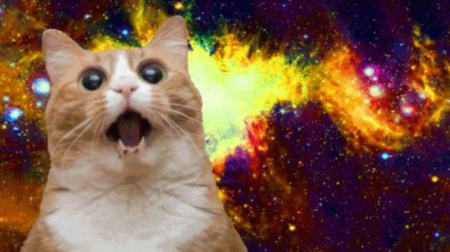 omg space cat
